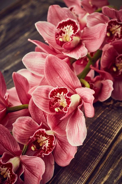 Flores de orquídea rosa —  Fotos de Stock