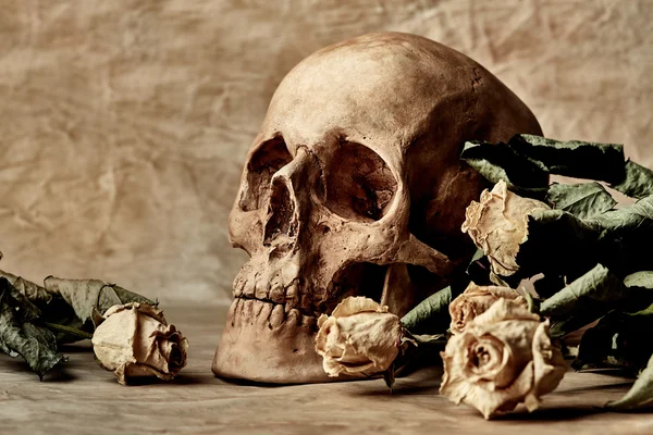 Crânio e rosas secas — Fotografia de Stock