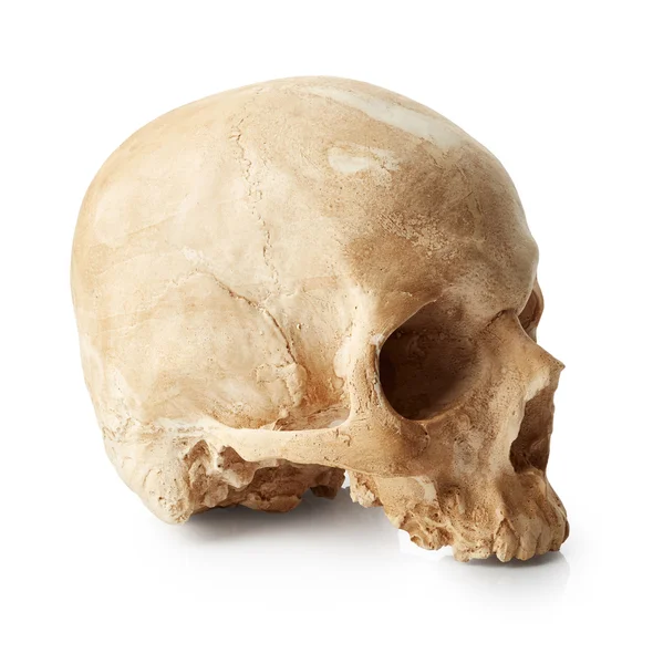Crânio humano sobre branco — Fotografia de Stock