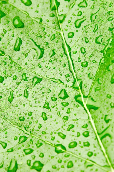 Green leaf with drops of water — Stock Photo, Image