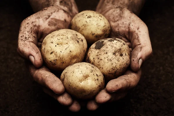 Špinavé brambory v mužských rukou — Stock fotografie