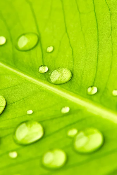 Grönt löv med droppar vatten — Stockfoto