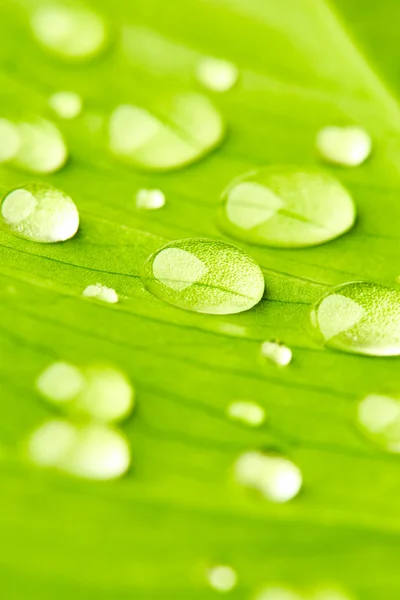 Gröna blad med droppar o — Stockfoto