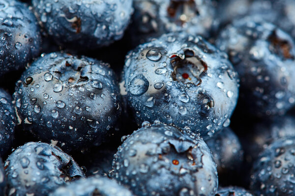 fresh blueberries with drops of water