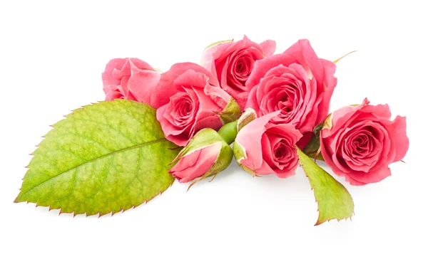 Beautiful pink roses — Stock Photo, Image