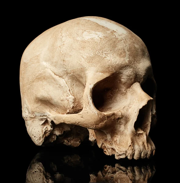 Cráneo humano viejo — Foto de Stock