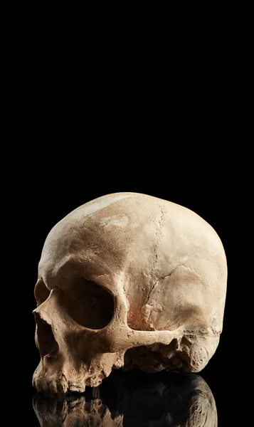 Crânio humano com reflexão — Fotografia de Stock