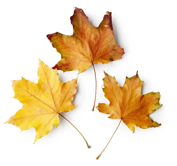 Autumn leaves of maple tree — Stock Photo, Image