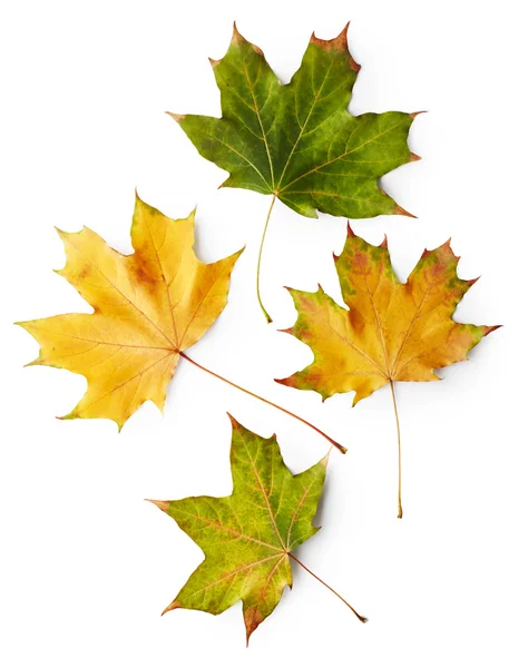 Leaves of maple tree — Stock Photo, Image