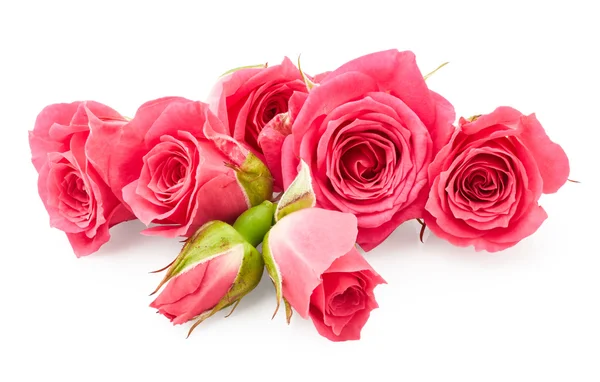 Beautiful pink roses Stock Picture