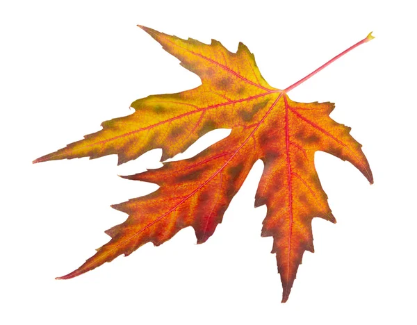 Autumn maple leaf — Stock Photo, Image