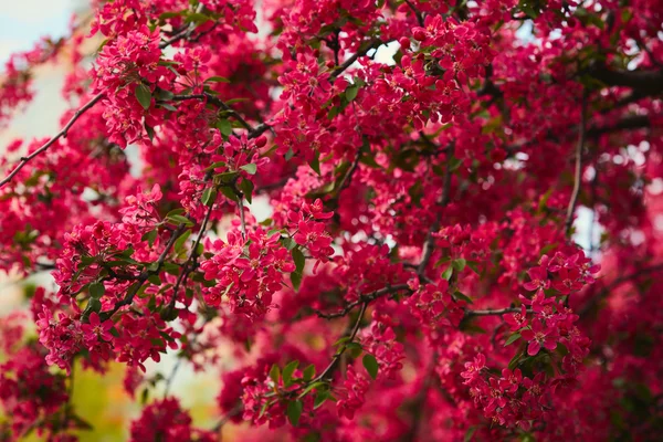 Ramos de árvore florescendo primavera — Fotografia de Stock