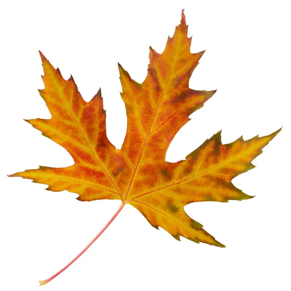 Jesienny liść klonu izolowany — Zdjęcie stockowe