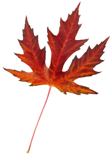 Autumn maple leaf isolated — Stock Photo, Image