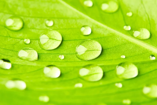 Folha verde com gotas de água — Fotografia de Stock