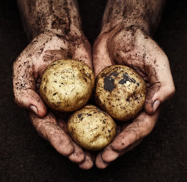 Patatas en manos masculinas —  Fotos de Stock