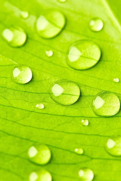 Folha verde com gotas de água — Fotografia de Stock