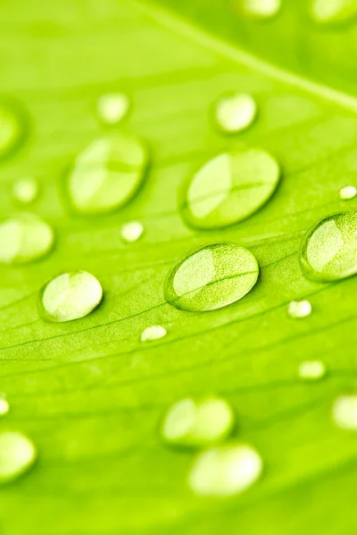 Feuille verte avec gouttes d'eau en gros plan — Photo