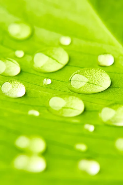 Zelený list s kapkami vody zblízka — Stock fotografie