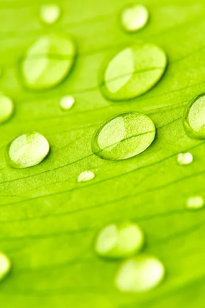 Feuille verte avec gouttes d'eau — Photo