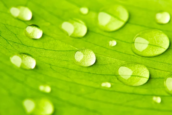 Grünes Blatt mit Wassertropfen — Stockfoto