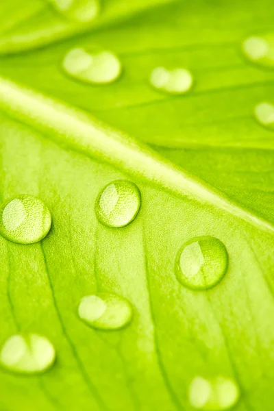 Groen blad met druppels water — Stockfoto