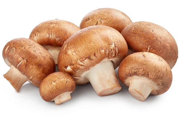 Champignon-Pilze isoliert — Stockfoto