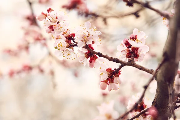 Árvore da flor da primavera — Fotografia de Stock