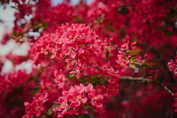 Wiosną kwitnące drzewo — Zdjęcie stockowe