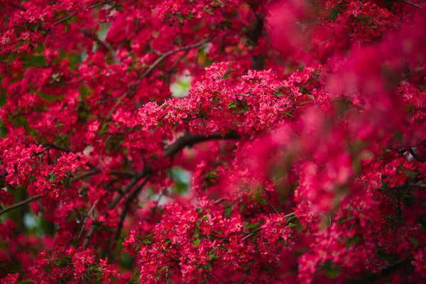 Spring blooming tree — Stock Photo, Image