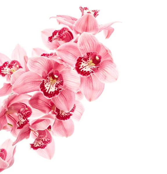 Flores de orquídea aisladas — Foto de Stock