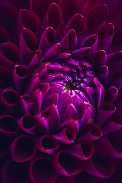 Beautiful purple dahlia — Stock Photo, Image