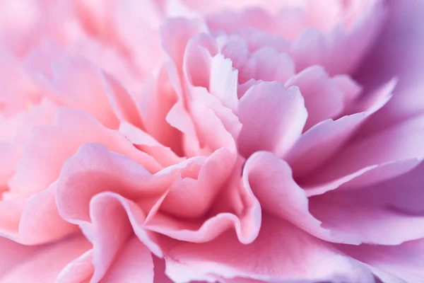 Schöne Nelkenblüte — Stockfoto