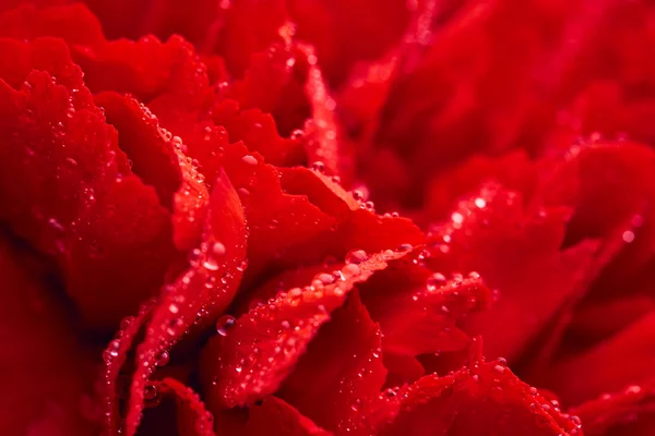 물 방울과 빨간 카네이션 꽃 — 스톡 사진