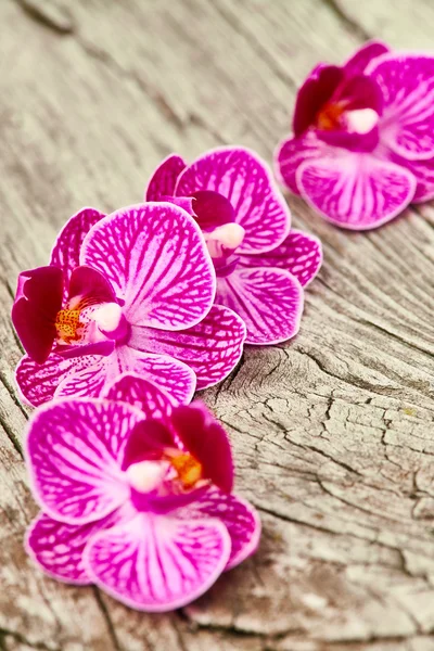 Fialové květy orchidejí — Stock fotografie