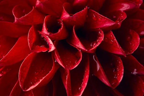 Dalia con gotas de agua — Foto de Stock