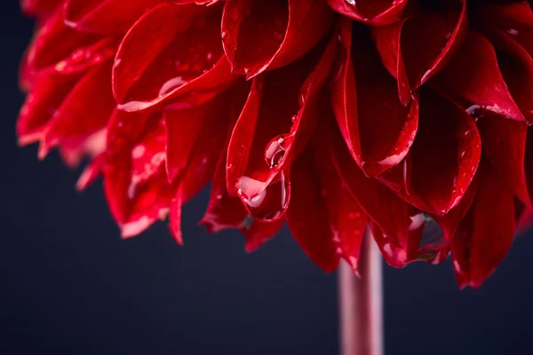 Dahlia with drops of water — Stock Photo, Image