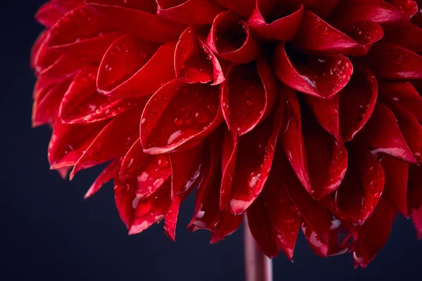 Dahlia with drops of water — Stock Photo, Image