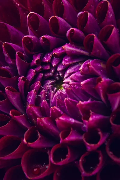 Dahlia avec des gouttes d'eau — Photo