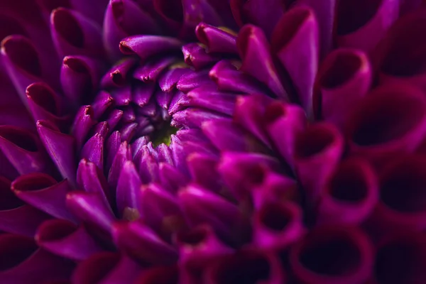 Paarse dahlia bloem — Stockfoto