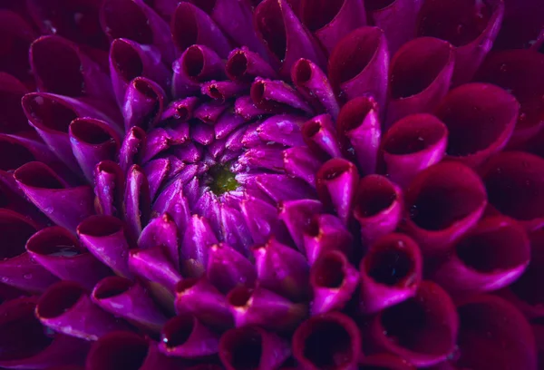 Dahlia avec des gouttes d'eau — Photo