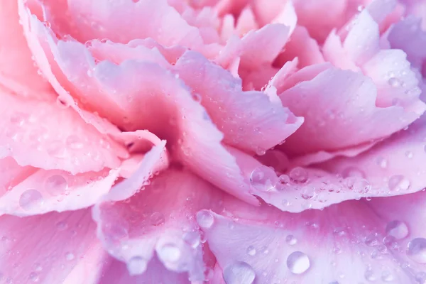 Beautiful carnation flower with drops of water — Stock Photo, Image