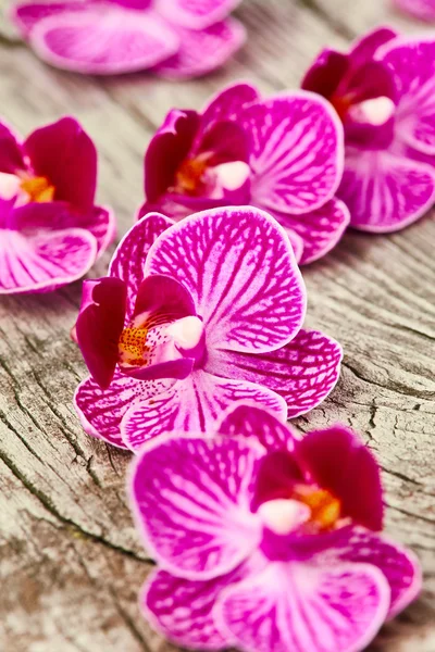 Purple orchid flowers — Stock Photo, Image