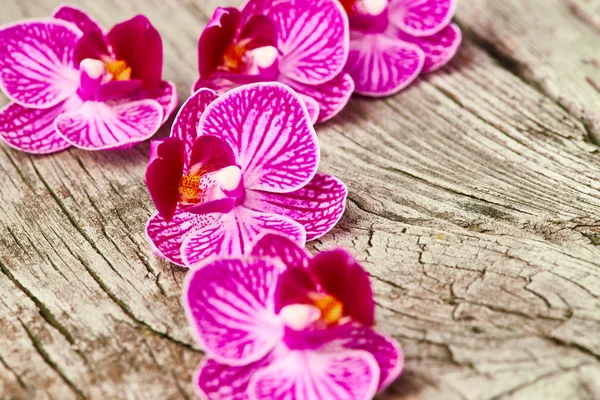 Orchidea virágok fából készült háttér — Stock Fotó