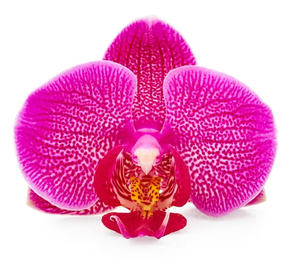 Fioletowy kwiat storczyka — Zdjęcie stockowe