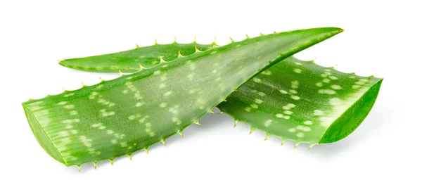 Hojas de aloe vera — Foto de Stock