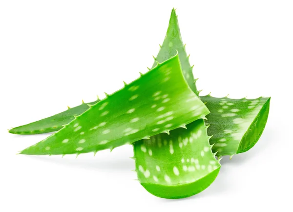 Blätter der Aloe Vera — Stockfoto