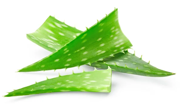 Aloe vera frunze — Fotografie, imagine de stoc