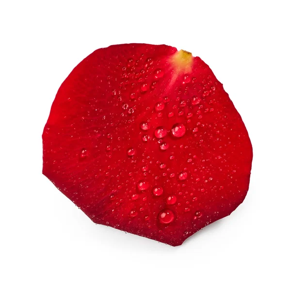 Пелюстка червоної троянди з краплями води — стокове фото