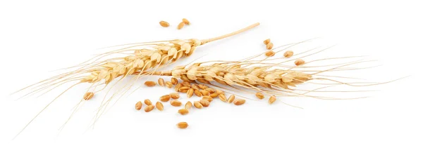 Ears of wheat isolated on white — Stock Photo, Image